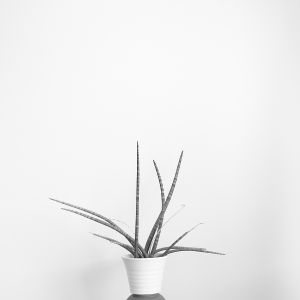 Zuzana Karlíková Fotoskola Brno 01