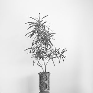 Zuzana Karlíková Fotoskola Brno 02