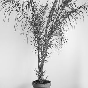 Zuzana Karlíková Fotoskola Brno 05